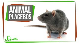 Do Placebos Work For Animals? Yes, Weirdly Enough