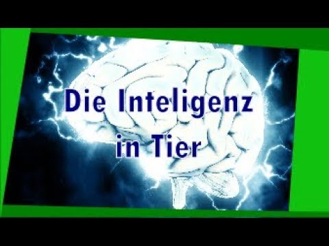 Die Intelligenz in Tier. Die 10 intelligentesten Tiere