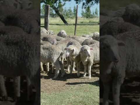 Destete de corderos en CICOMA/SUL - Colonia Lavalleja - Salto