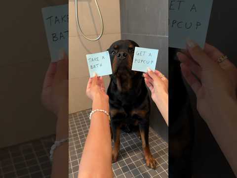 I FEEL SO BAD @nalatheneedyrottie #rottweiler #bath #pupcup