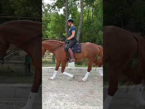 KWPN STUTE v.Florencio for Sale