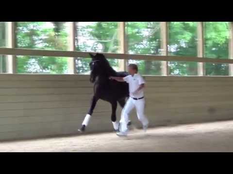 Uno Don Diego, KWPN Keuring at Iron Spring Farm 2014