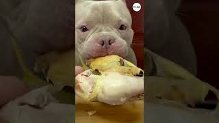 Watch the dog eat a steamed chicken thigh #shorts #dogs