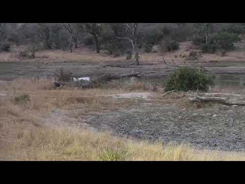 Djuma: Slender Mongoose being chased by Blacksmith Lapwings - 17:50 - 08/28/20