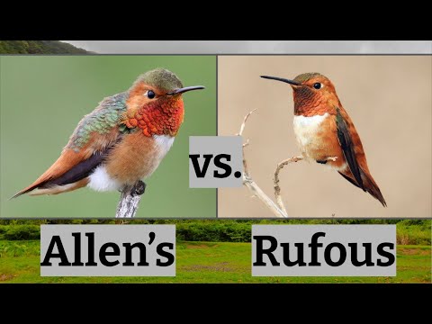 Allen’s Hummingbird vs. Rufous Hummingbird | Bird Comparison