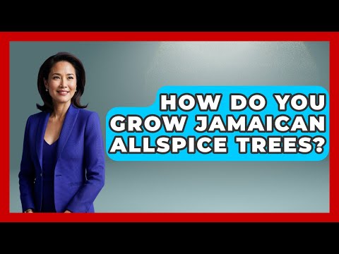 How Do You Grow Jamaican Allspice Trees? - The Caribbean Expert