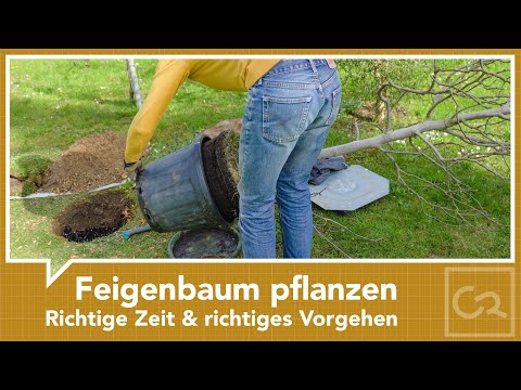 Feigenbaum pflanzen – Der richtige Zeitpunkt und das richtige Vorgehen