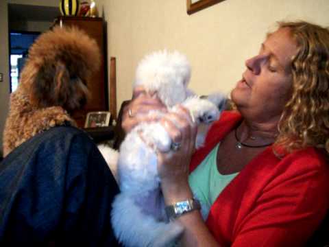 MELODY Y LA AMBULANCIA