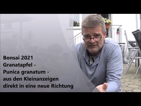 Bonsai 2021-38 - Pomegranate - Punica granatum - from the classifieds directly into a new direction