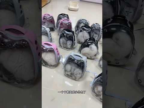 CATS FAMILY🤩youtubeshorts#yts#தமிழ்#cocomelon#hindishortsvideos#muratnoyan#shortsfeed#@razia-1230