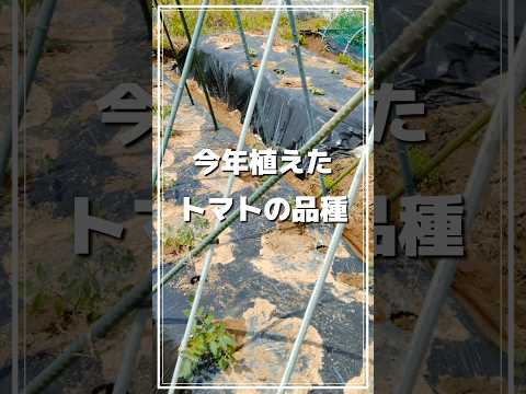 味、収量、耐性の点で最高のトマト品種は何ですか?  庭園