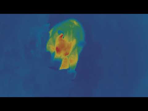 Opossum has Bat Entrée and Banana Dessert