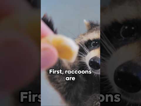 アライグマ: 6 つの興味深い事実 #動物 #animalfacts