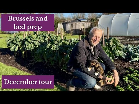 December No-Dig Garden Tour: Winter Harvest & Frost-Hardy Crops