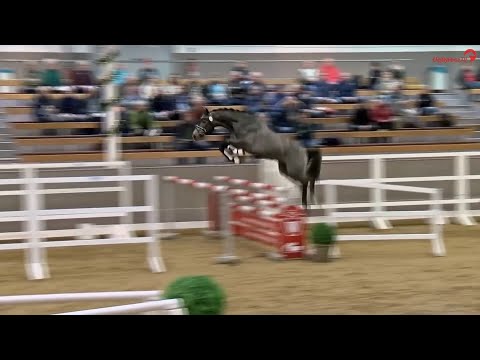 Chacon von  Breitenloh, Westfalen,  v. Chacco Blue - Clinton I,Hengst, gekört * 2020