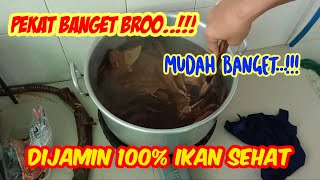 Download lagu MUDAH..!! cara mengolah Daun Ketapang untuk ikan Channa dan Cupang mp3