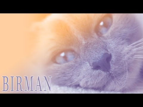 Ideal Companion: Birman | Cat Breeding Videos