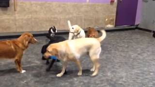 preview picture of video 'Look at the fun dogs have at our day care!'