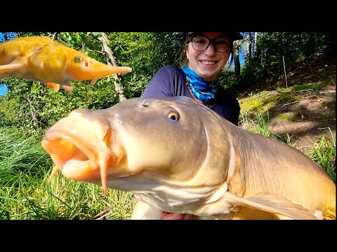 Emocjonujący hol dużego karpia na delikatny zestaw. Jesiotr albinos. Zabawa z method feeder