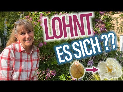 ROSEN-Knospen einzeln RETTEN - lohnt sich das? ☔🌹🌞 WIE genau mache ich das?