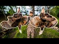 URBAN Turkey Hunting 10 Yard HEADSHOT With A Bow