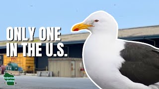 People Traveled 1000s of Miles to See this ONE RARE Bird!