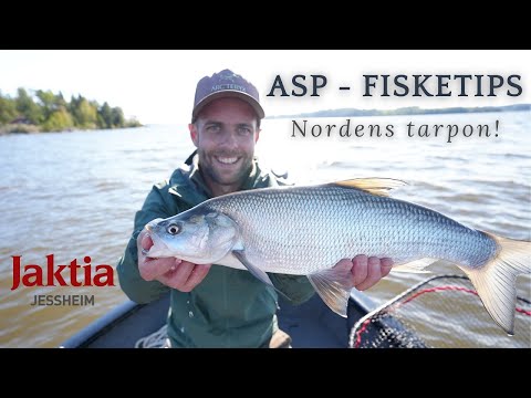 Fiskeri efter asp i Norge