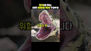 Download lagu 한국에 있는 독사 top3 mp3