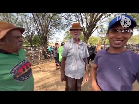 Feira de Gado de Monteiro PB 31/01/2026