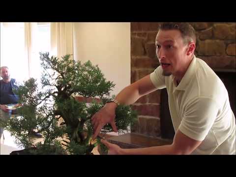 Adam Jones Advises on Pruning & Bonsai Development