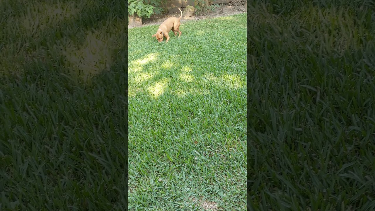 Sahara Desert Queen, a Adoptable mixed breed in Houston, TX video 6/6