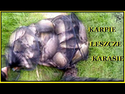 Karpie leszcze i karasie ze Sterławek!