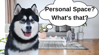 Teach Your Dog To Back Up!