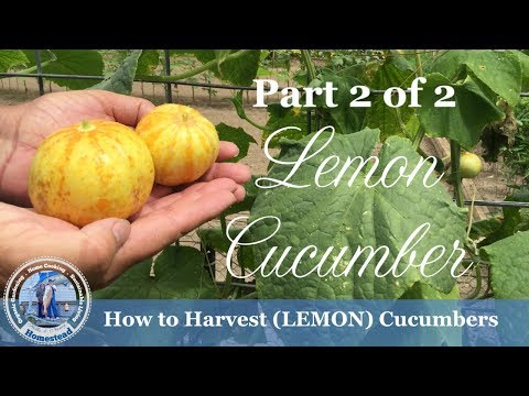 download lagu mp3 mp4 Canning Recipes For Lemon Cucumbers, download lagu Canning Recipes For Lemon Cucumbers gratis, unduh video klip Canning Recipes For Lemon Cucumbers
