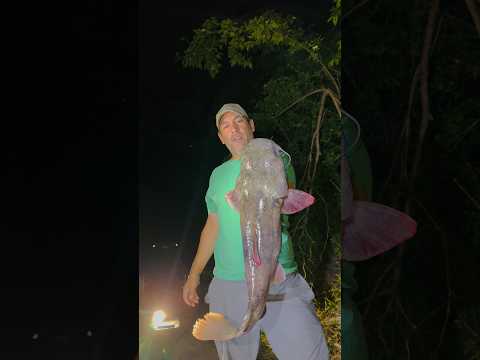 How to Reheat Fried Catfish the Day After Frying It