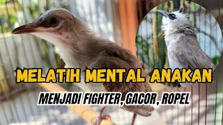 Download lagu HOW TO TRAIN TRUCUK CHICKENS TO HAVE A GOOD MENTALITY, GACOR, AND ROPEL mp3