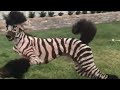 Funny Pet Fails: Funniest Pet Video Compilation | FailArmy