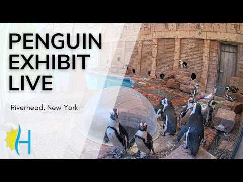 Penguins Long Island Aquarium thumbnail