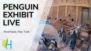 New York · Riverhead · Penguins Long Island Aquarium · NY live stream