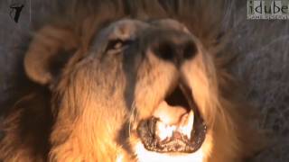 Powerful, Amazing, Close Up Lion Roar in HD!