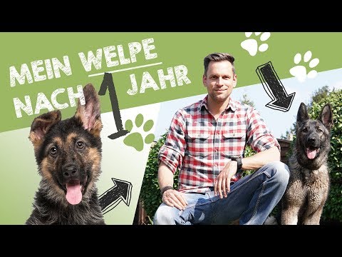 Mein Deutscher Schäferhund Welpe Nora nach 1 Jahr | Entwicklung, Charakter & Training