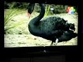 Safari Scrapbook Swan