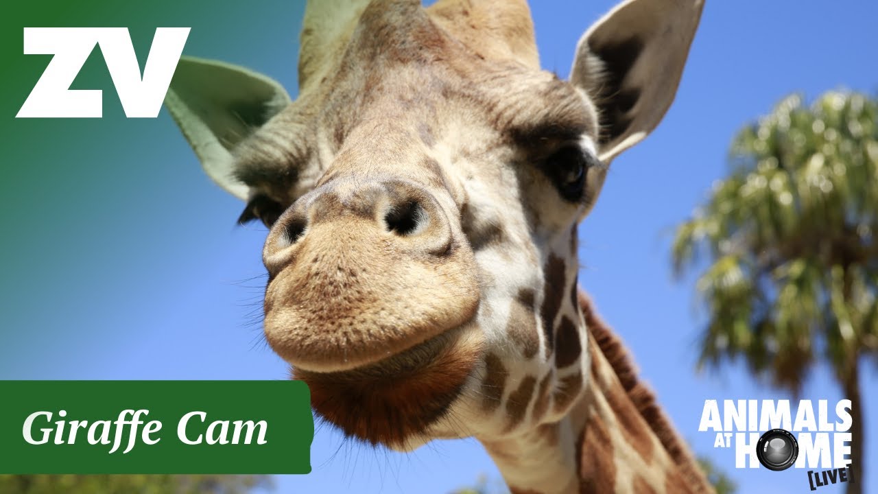 Live webcam view of Giraffe Habitat Cam