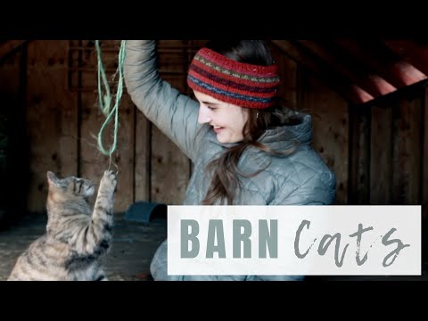 Best Pest Control for Rodents? | Adding Barn Cats to the Farm