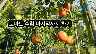 토마토 재배 방법 #토마토 마지막까지 수확하는 방법
