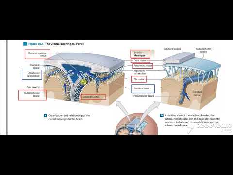 Dural venous sinuses 3