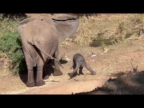 Tiny baby elephant (less than 24 hours old) learns how to walk