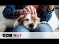 Inside The Growing Business Of Pet Cloning BBC News