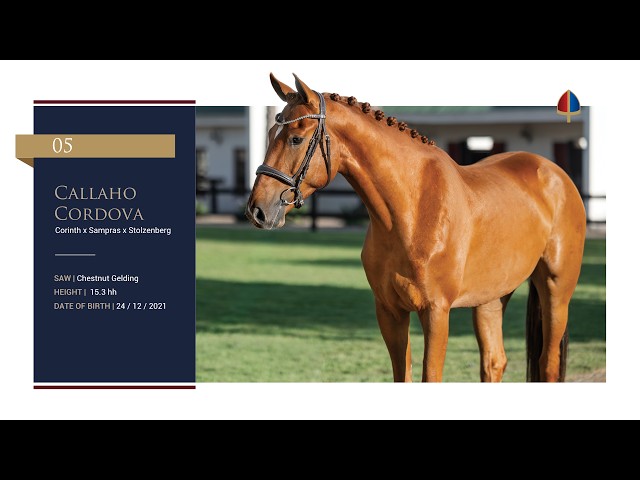 Callaho Cordova