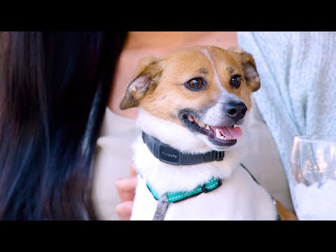 NanoBark™ Collar - Bark Collar for Small Dogs